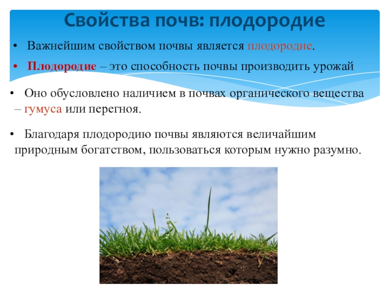 Естественное плодородие почвы. Свойства почвы. Что является свойством почвы?. Понятие плодородия почв.