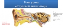 Презентация к уроку по теме слуховой анализатор