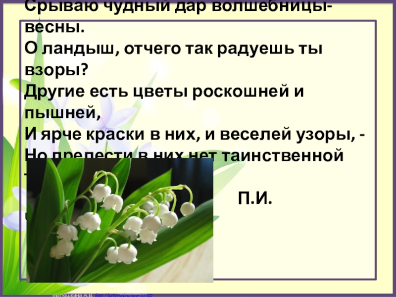 Составить загадку о ландыше