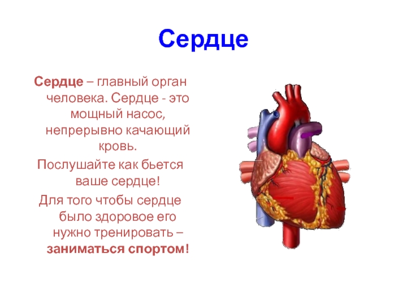 В которых любому органу будет. Рассказ про сердце человека. Сердце описание для детей.