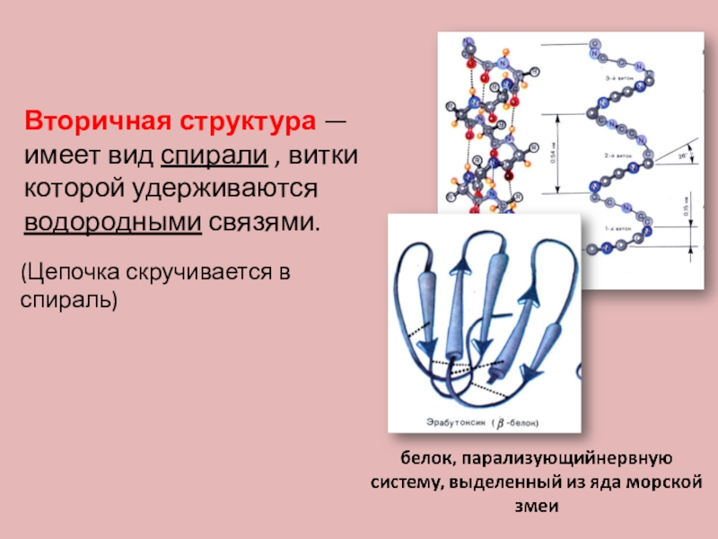 Структура цепи связи. Вторичная структура белка по биологии. Вторичная структура белков виды спиралей. Структура белка в виде спирали. Вторичная структура белка удерживается связями.