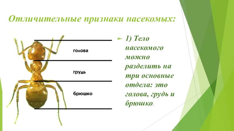 Признак насекомых 1. Насекомые Общие признаки насекомых. Отличительные признаки насекомых. Отличительные признаки насекомых 2 класс. Основной признак насекомых 1 класс.