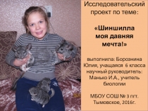 Презентация к защите проекта Шиншилла - моя давняя мечта!