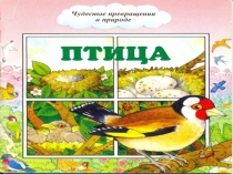 Играем на занятии: Птица