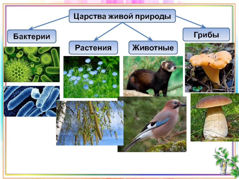 Царство природы грибы растения животные