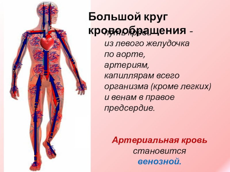 Артериальной кровью называют. Направление движения крови по телу. Круг кровообращения направление. Артериальная кровь становится венозной в. Доклад на тему путь крови.