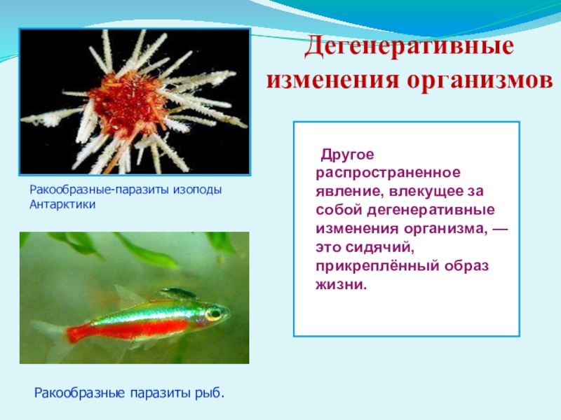 Значительные изменения организмами. Образ жизни ракообразных. Ракообразные-паразиты изоподы Антарктики. У рыб прикрепленный образ жизни. Ракообразные сидячий образ жизни.