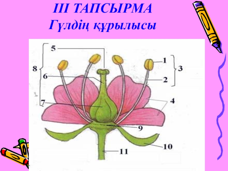 Гүлдің құрылысы. Тичинка складається з. Квітка оцвітина. Маточка. Приймочка + стовпчик + зав'язь =.