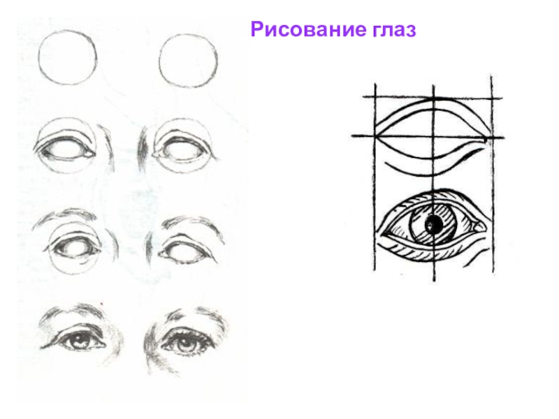 Размеры око. Пропорции глаза для рисования. Пропорции глаза человека при рисовании портрета. Размер глаз рисование. Пропорции глаза человека для рисования.