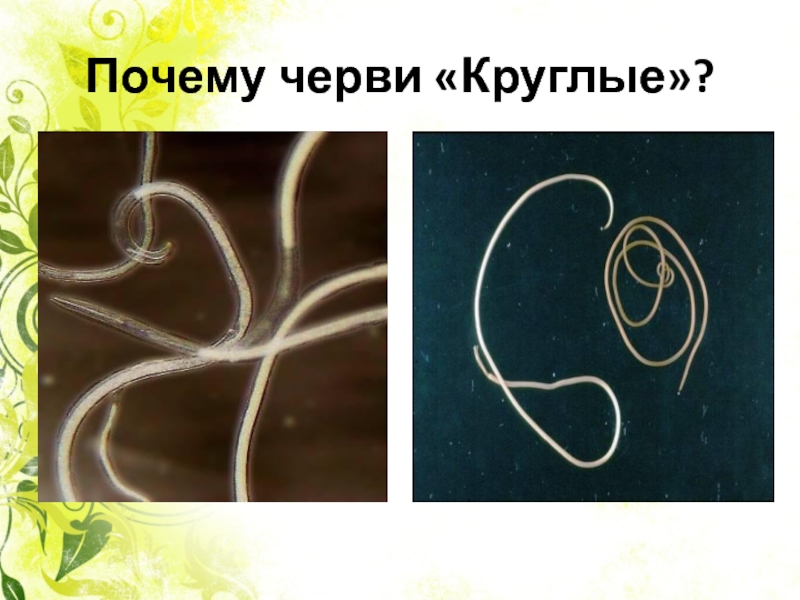 Круглые черви тип беспозвоночных. Представители круглых червей. Круглые черви примеры.