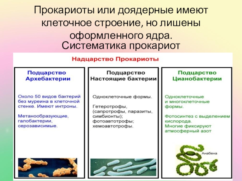 Царство прокариоты проект 9 класс