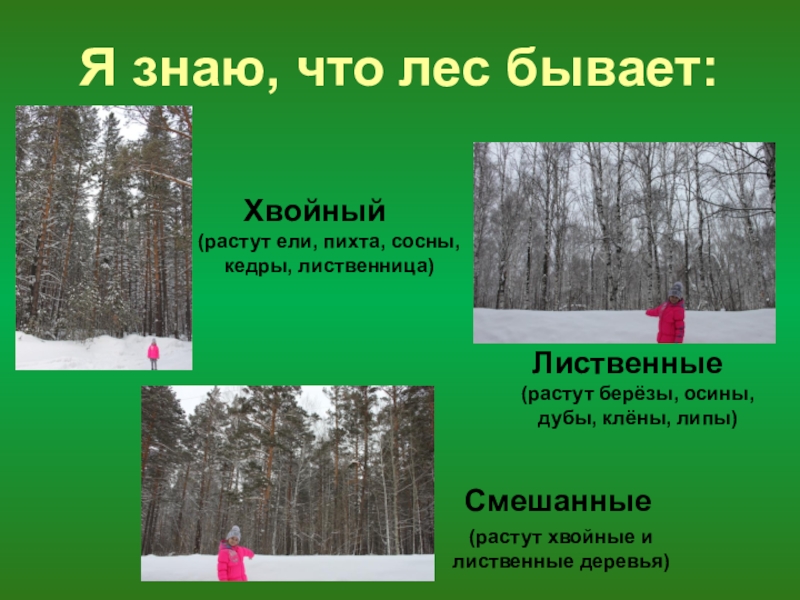 Какие виды лесов существуют. Лес для презентации. Название леса. Леса России презентация. Какие бывают хвойные леса.