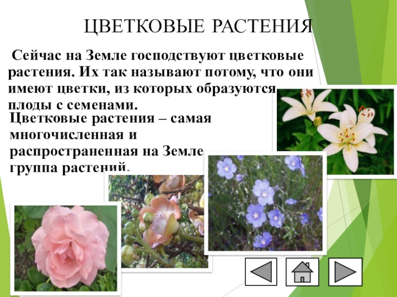 Многообразие цветковых. Разнообразие растений цветковые. Многообразие цветковых растений. Презентация на тему цветы. Цветковые растения доклад.