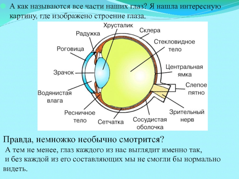 Какие функции выполняют следующие структуры глаза