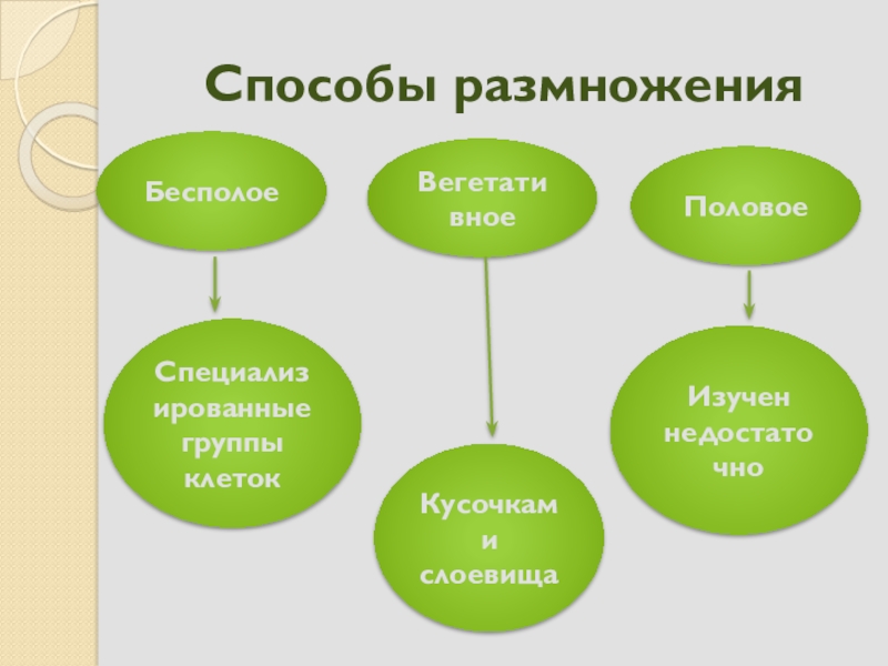 Размножение лишайников 5 класс биология схема