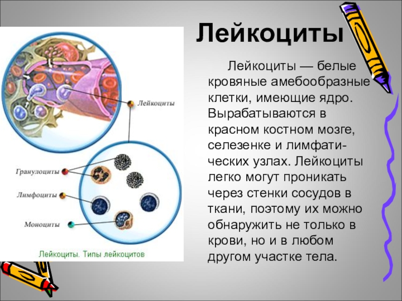 Клетки имеющие ядро. Лейкоциты ядро. Строение ядра лейкоцитов. Есть ли ядро у лейкоцитов. Лейкоциты ядерные клетки.