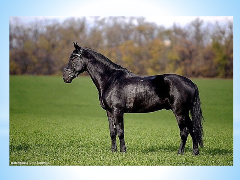 Англо-Кабардинская лошадь. Кабардинская порода лошадей рыжая. Кабардинский конь. Кабардинская Скаковая лошадь.