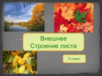 Презентация по биологии на тему Внешнее строение листа 6 класс
