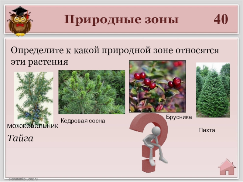 В какой природной зоне произрастает. Пихта в какой природной зоне растет. Кедр природная зона. Кедр природная зона обитания. Сосна где растет в какой зоне.