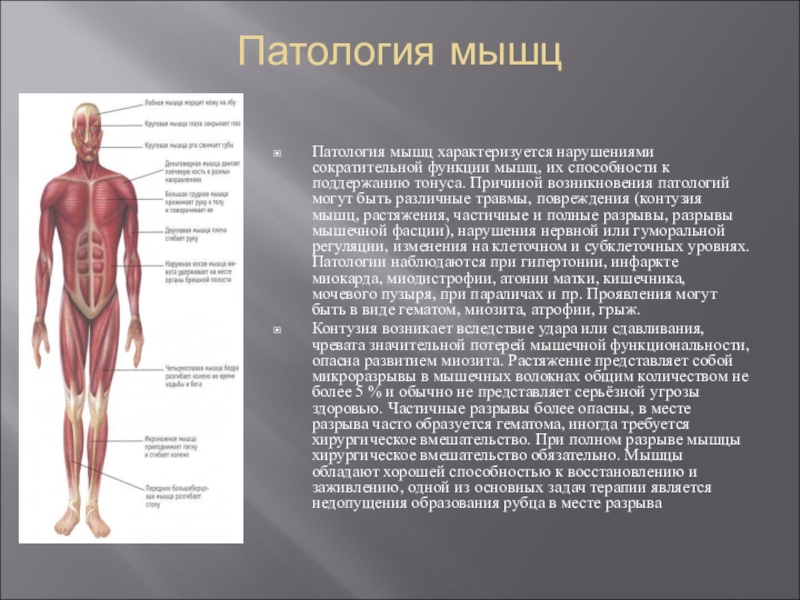 Причины заболевания мышц. Мышцы и их функции. Мышечная система человека. Заболевания мышечной системы человека. Мышечная система человека презентация.