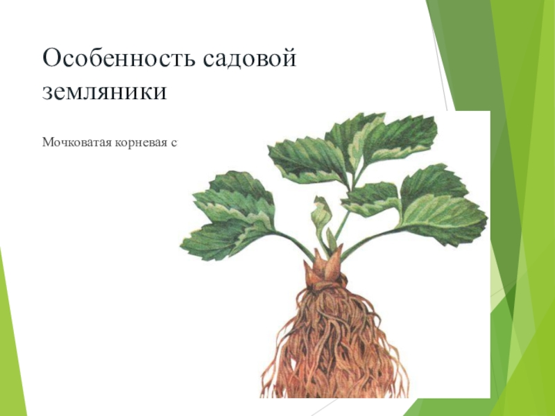 Особенности строения корня земляники. У клубники мочковатая корневая система. Корневая система земляники садовой. Видоизменения корней земляники. Земляника Лесная корневая система.