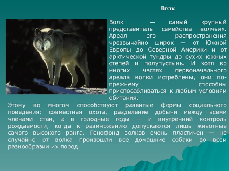 Значение имени волк. Доклад про волка. Волк доклад 4 класс. Сообщение о животных волк. Доклад о животных Лесной зоны.