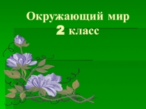 Презентация к уроку окружающего мира Лесная аптека