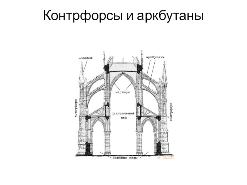 Схема контрфорсов анатомия