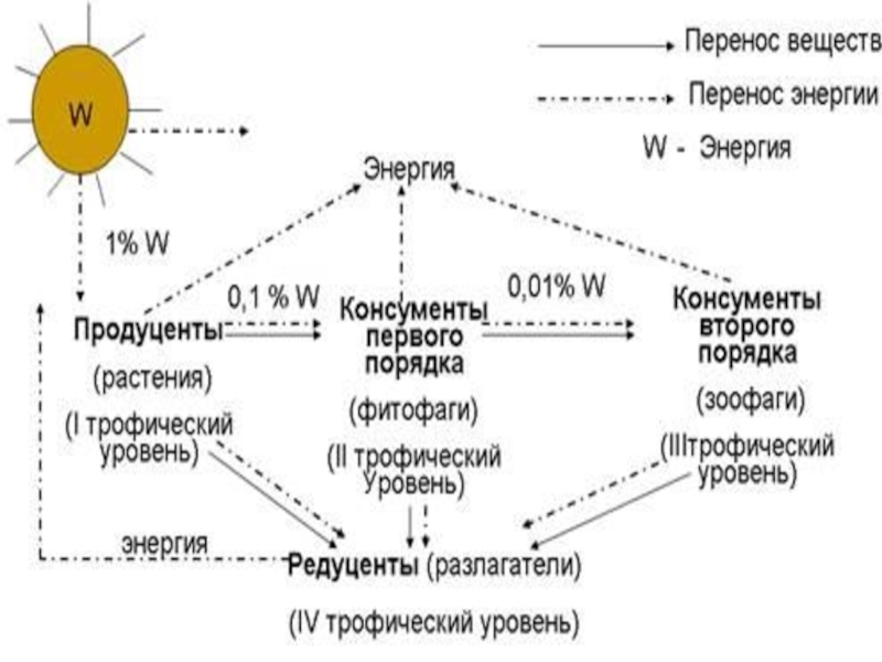 Какую энергию используют редуценты. Источники энергии для редуцентов экосистемы.