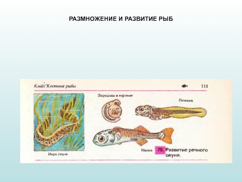 Развитие рыб. Развитие костных рыб. Цикл развития рыбы схема. Схема развития рыб 7 класс биология. Этапы размножения рыб.