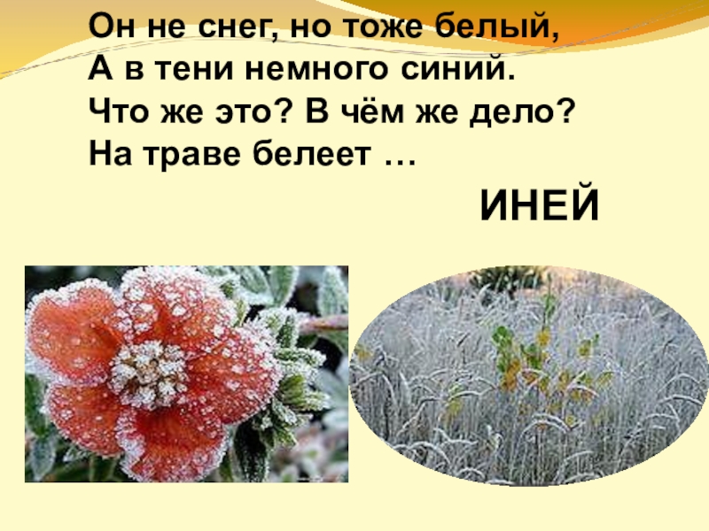 Тоже белая. Белый а не снег сладкий а не мед. Белый а не снег. Иней это не снег. Белый а не снег сладкий.