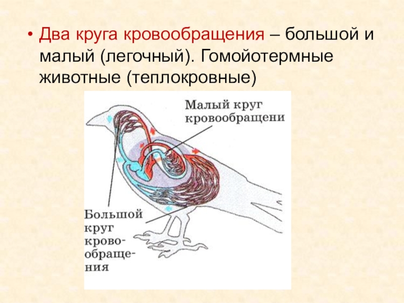 Большой круг кровообращения у птиц схема