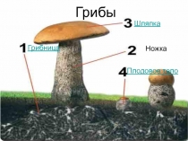 Естествознание: Царство грибов. Презентация