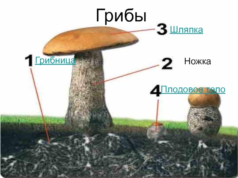 Презентация Естествознание: Царство грибов. Презентация