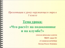 Презентация к уроку окружающего мира на тему Что растёт на подоконнике и на клумбе?