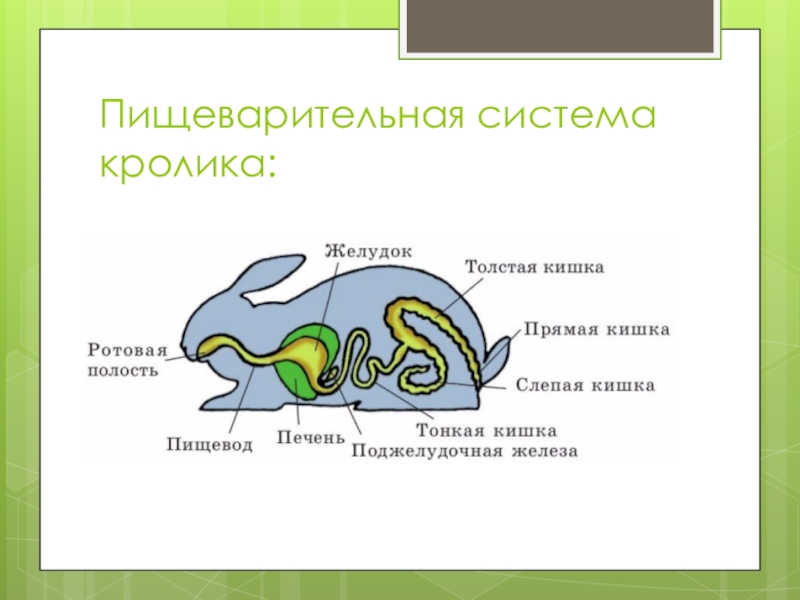 Схема строение пищеварительной системы млекопитающих