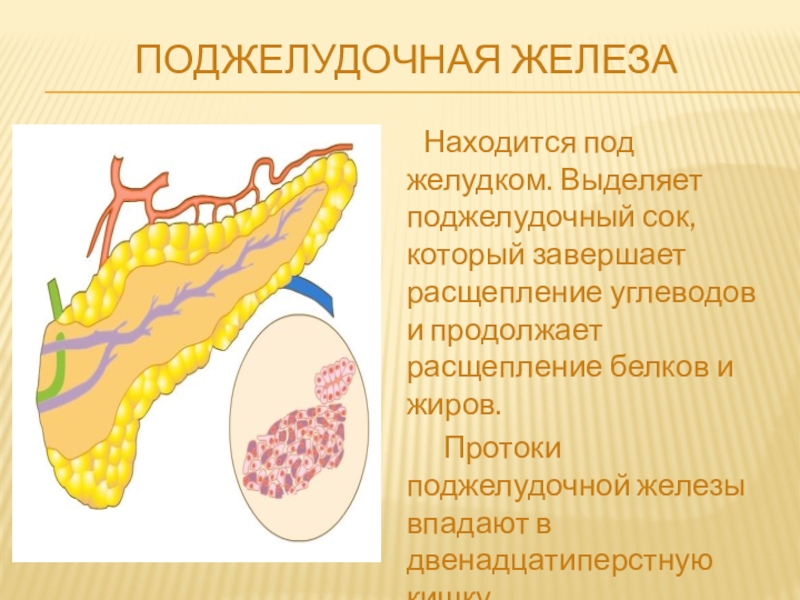 Поджелудочная железа народные. Панкреатический сок выделяется. ВЫДЕЛЯЯЕТ пакреатические соки. Поджелудочная железа панкреатический сок. Железа выделяющая панкреатический сок.