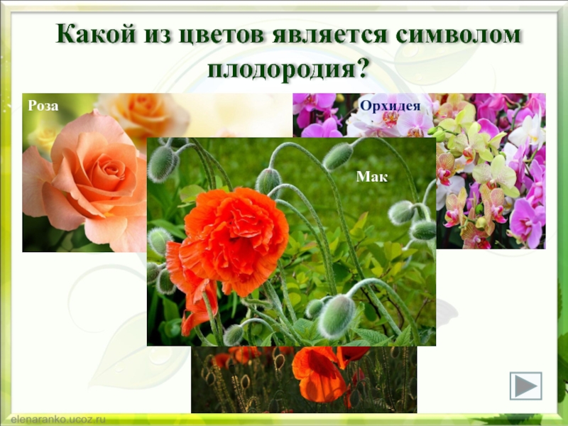 Какой цветок является. Какой из цветов является символом плодородия?. Символом чего является цветы. Какой цветок является символом. Какой цветок считается символом плодородия.