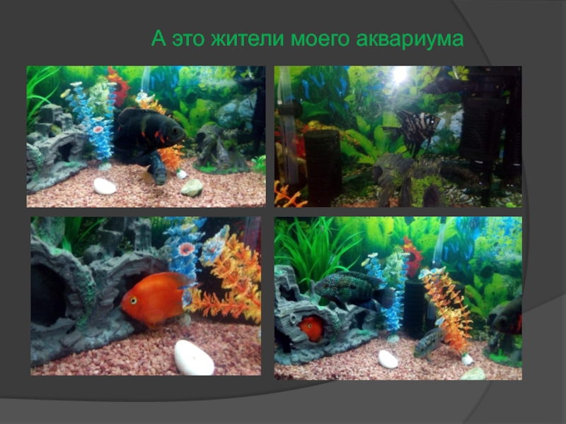 Для каких целей человек создает аквариум. Технология создание аквариума презентация. KH 6 какая среда аквариум.