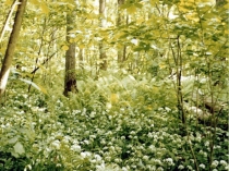 Презентация по биологии на тему Природные сообщества (6 класс)