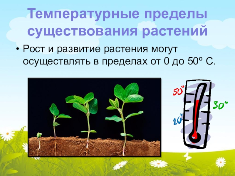 Сообщение о росте и развитии растений. Рост и развитие растений. Процесс роста растений. Биологический рост растения. Влияние температуры на развитие растений.