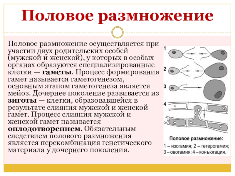 Размножение это процесс. Половое размножение. Половое размножение организмов. Половое размножение биология. Половое размножение процесс.