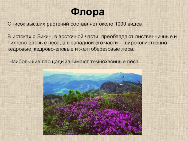 Виды флоры. Флора презентация. Флора и фауна презентация. Растение Флора описание. Растительный мир ангары.