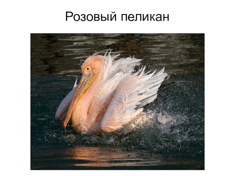 Розовый пеликан красная. Пеликан красная книга. Розовый Пеликан. Розовый Пеликан красная книга. Розовый Пеликан Астраханский.