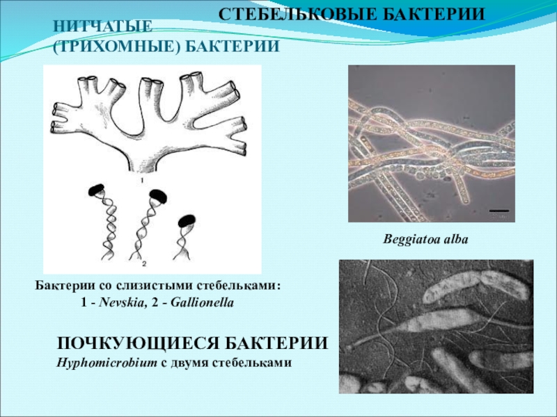Нитевидные бактерии. Нитчатые бактерии. Стебельковые бактерии. Нитчатые формы бактерий. Почкующиеся бактерии.