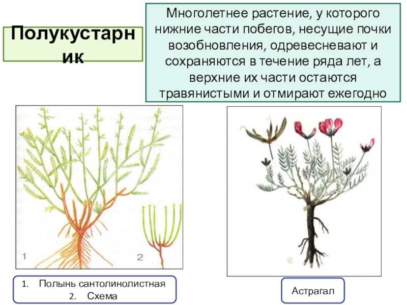 Внешнее строение и жизненные форма растений. Жизненные формы растений полукустарники. Кустарники кустарнички полукустарники. Полукустарники и полукустарнички. Жизненные формы растений полукустарнички.