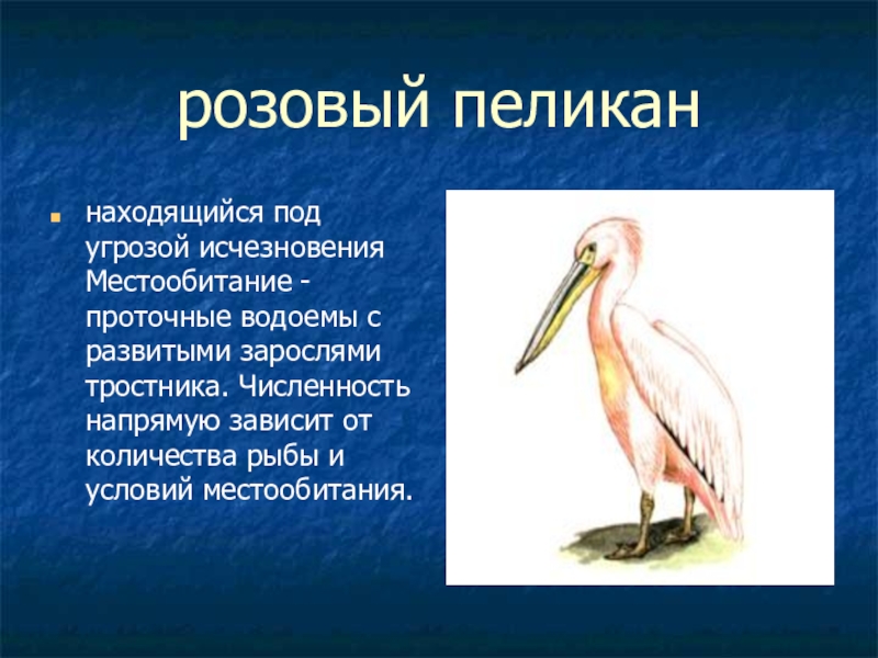 Розовый пеликан красная