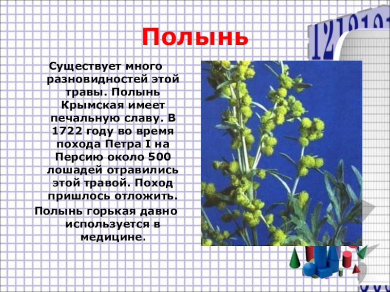 Бархатом трав текст. Полынь трава текст. Полынь или петрушка. Полынь трава на чувашском. Полынь трава песня текст.