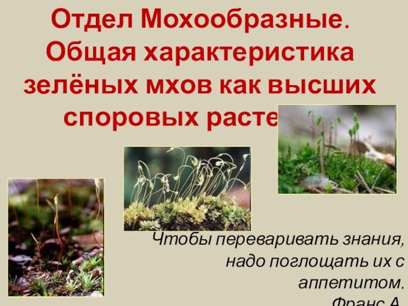Дайте характеристику моховидных растений