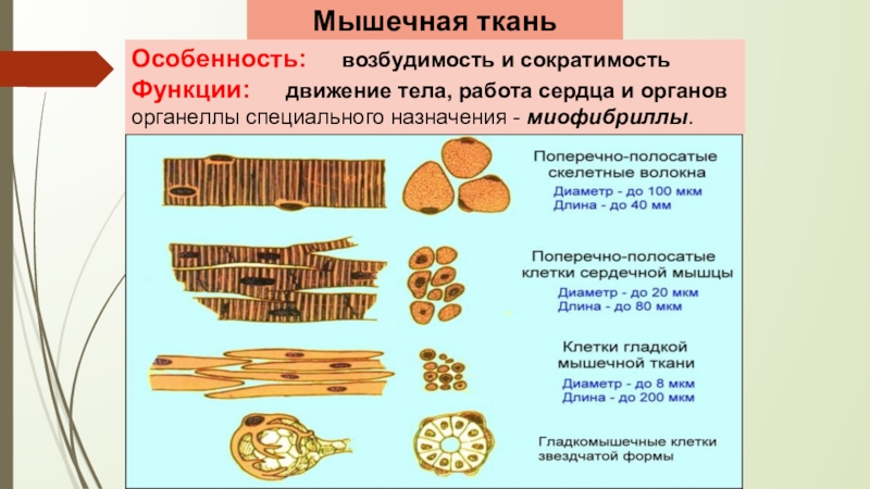 Сократимость и возбудимость сердечной мышечной ткани. Особенности сердечно мышечной ткани. Белки мышечной ткани. Массовая доля мышечной ткани в птице.